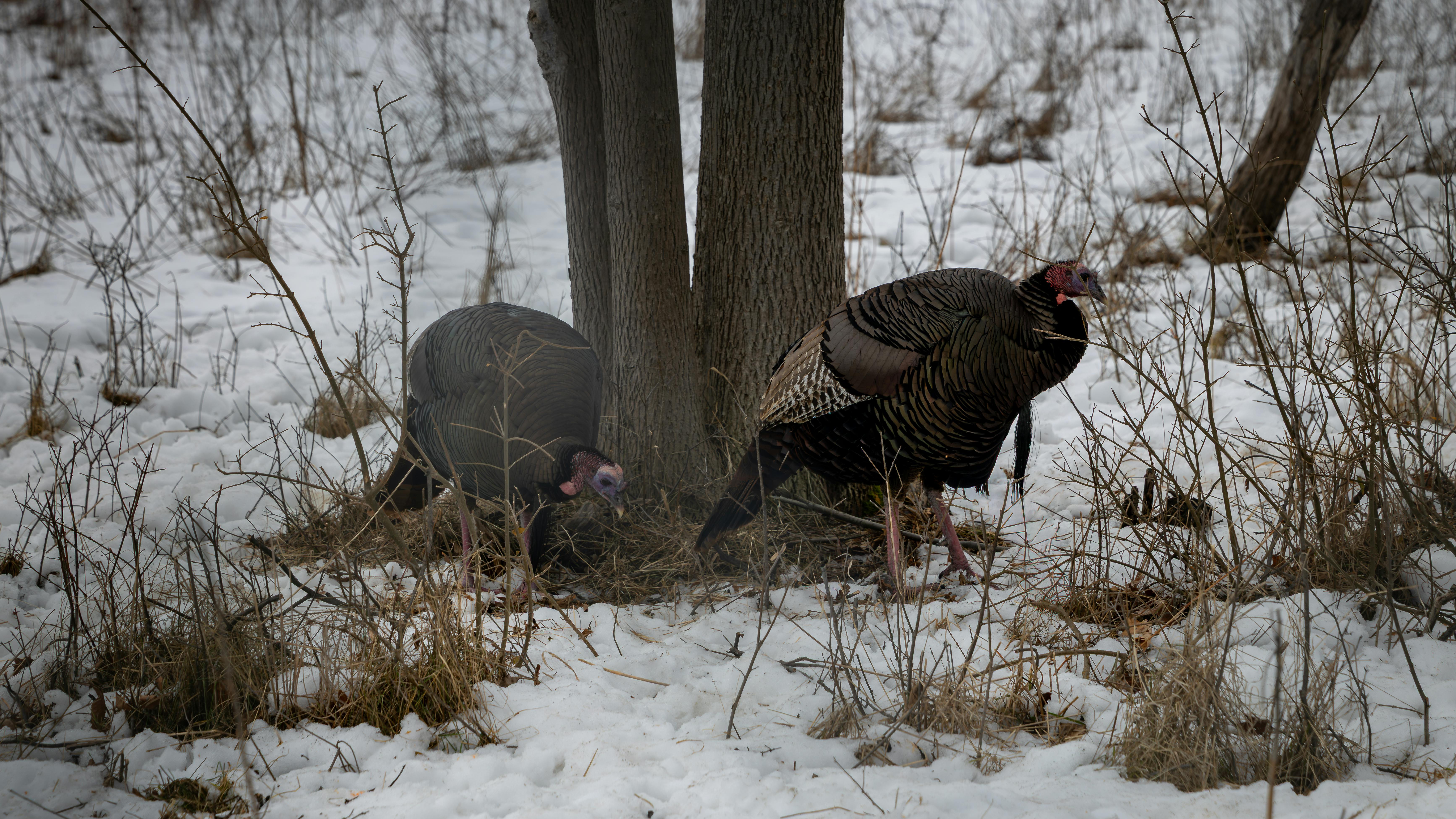 Wild Turkey