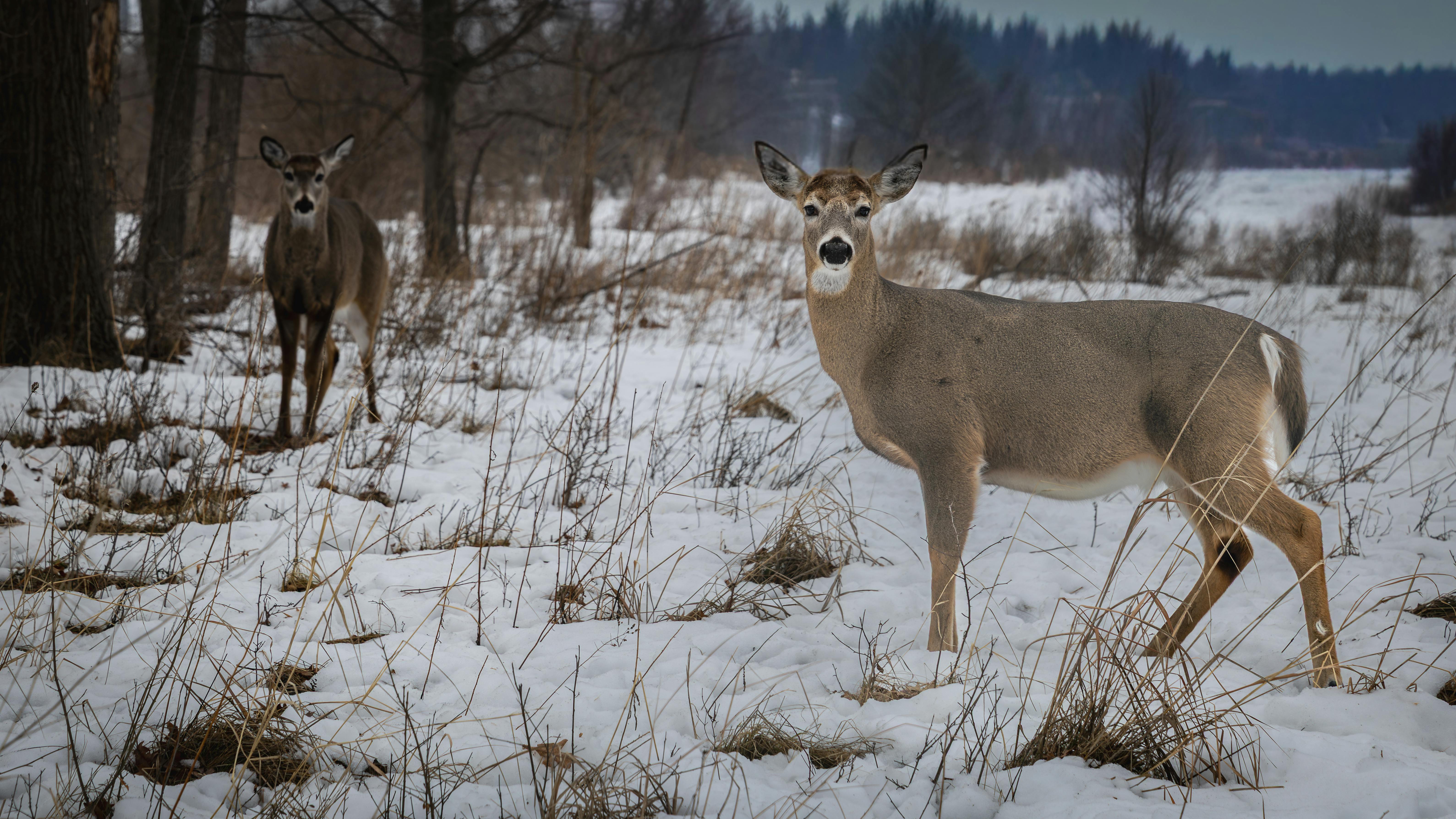 White-tailed Deer