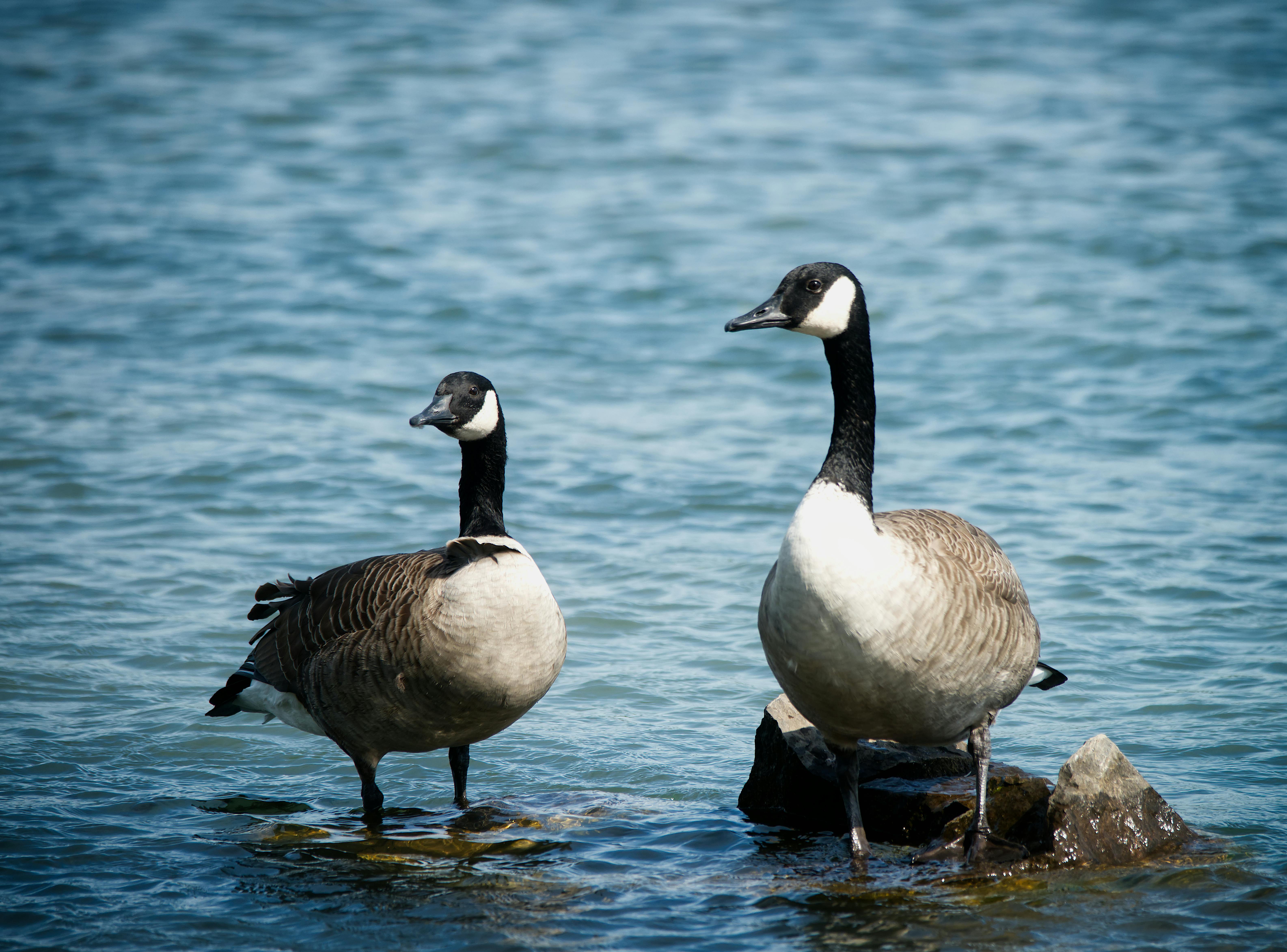 Canada Geese