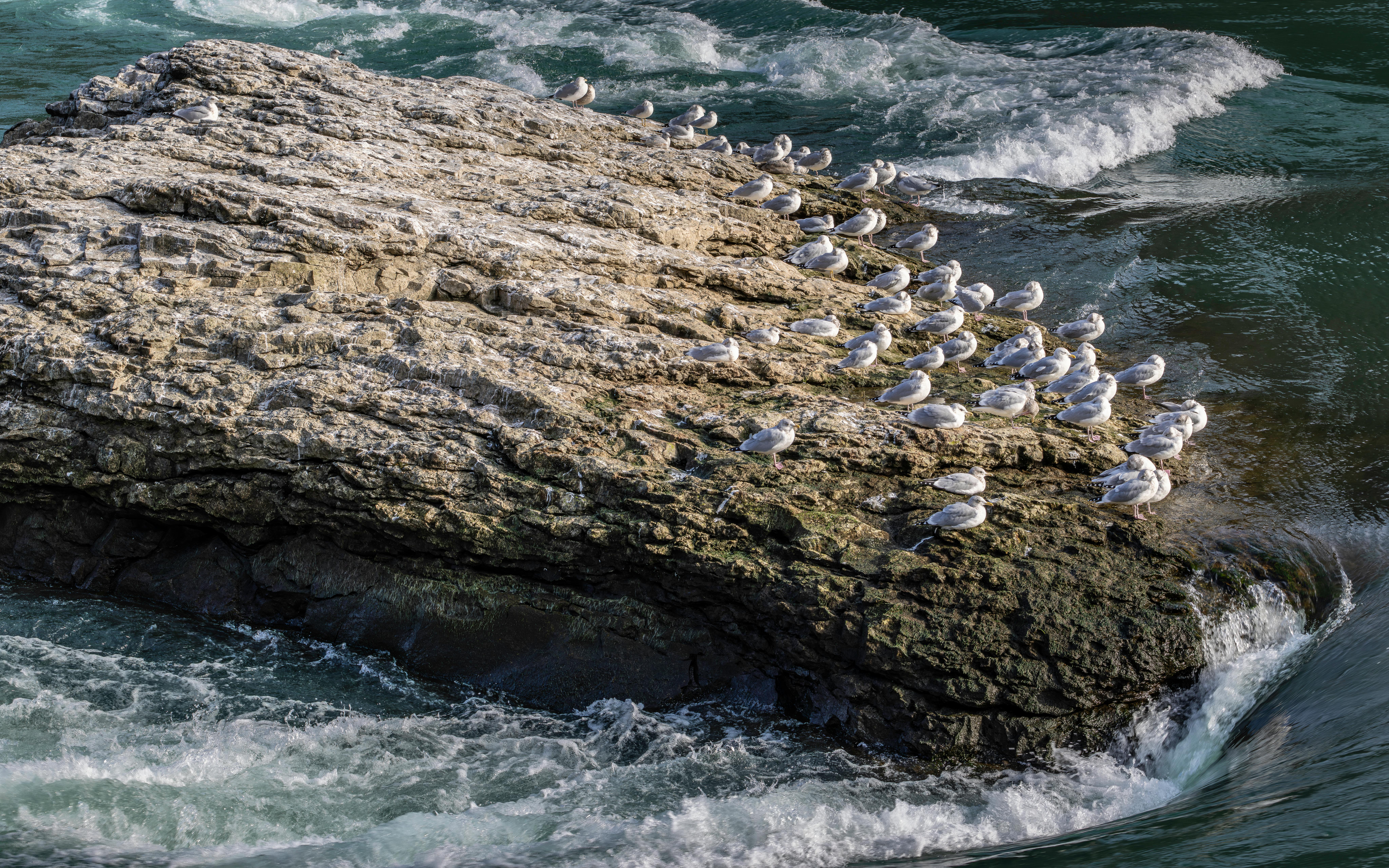 Seagulls on the Falls