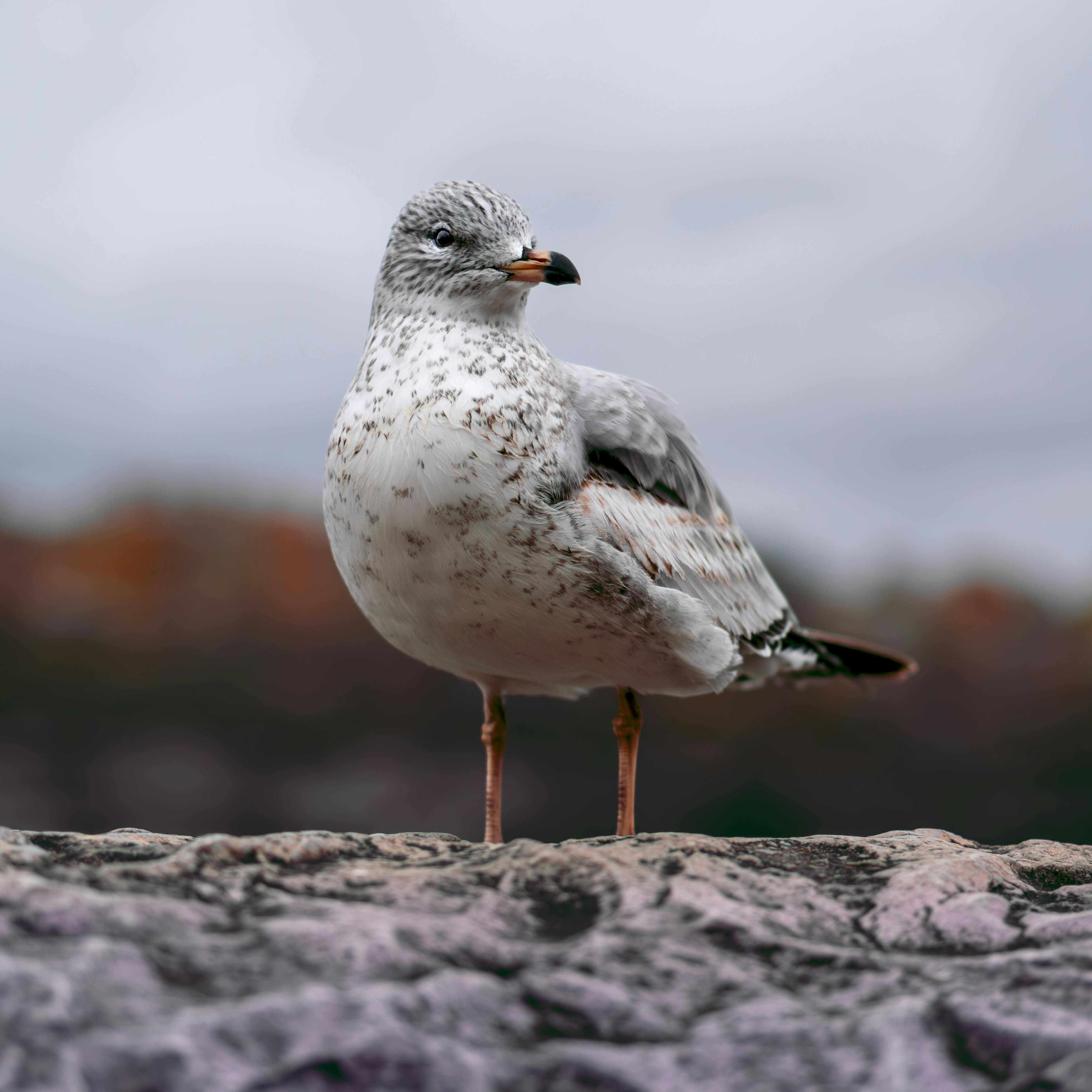 Seagull at the Falls