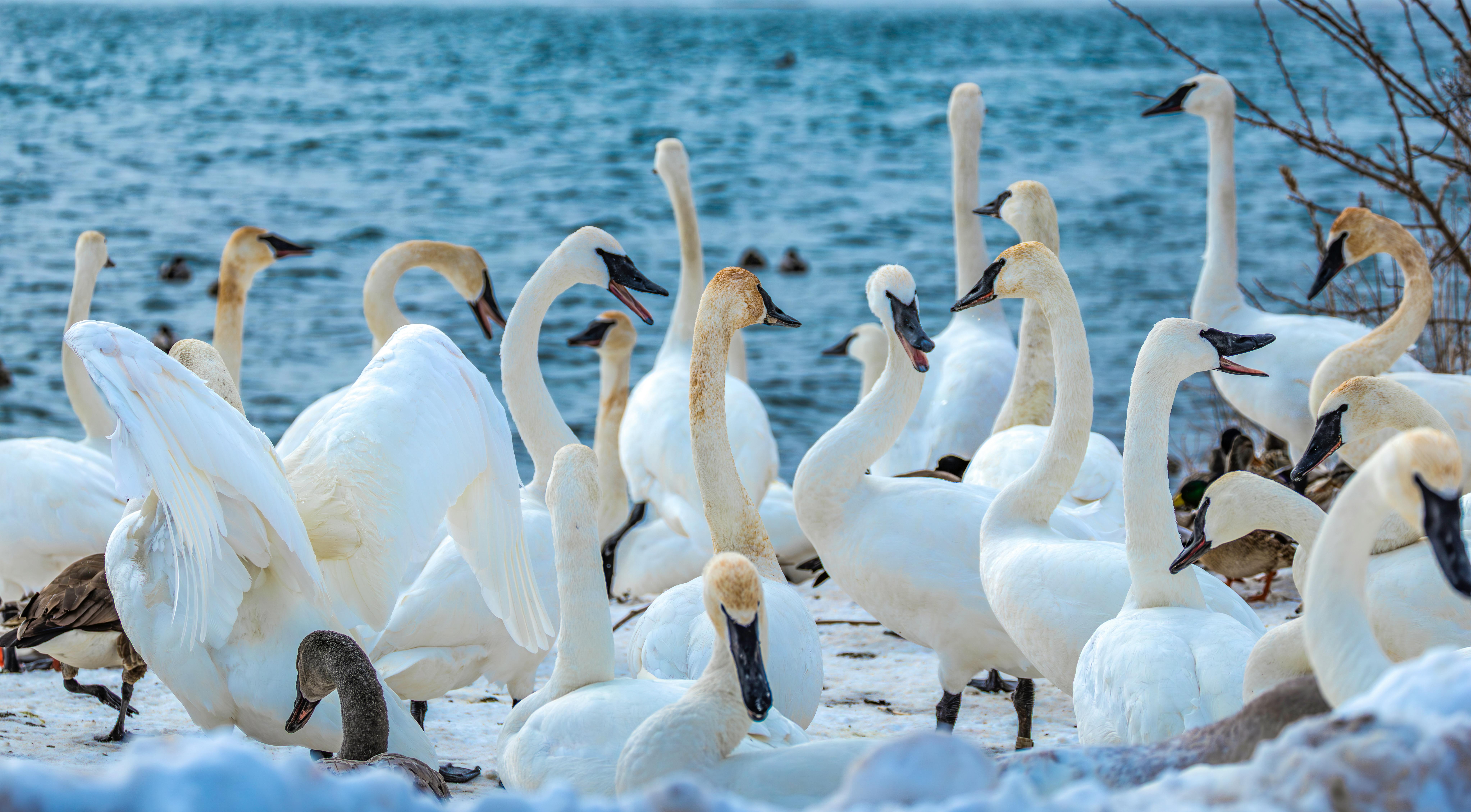 Swans